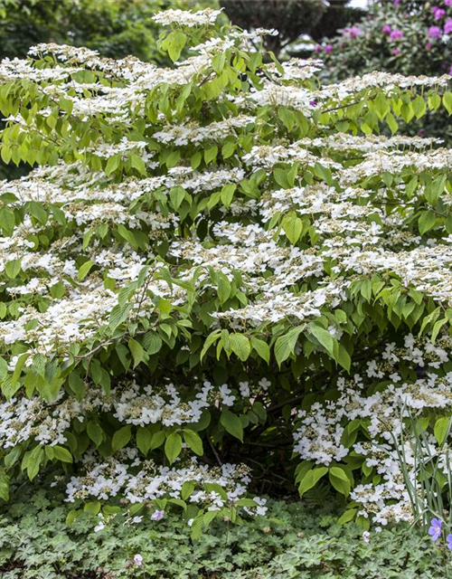 Viburnum plicatum Mariesii