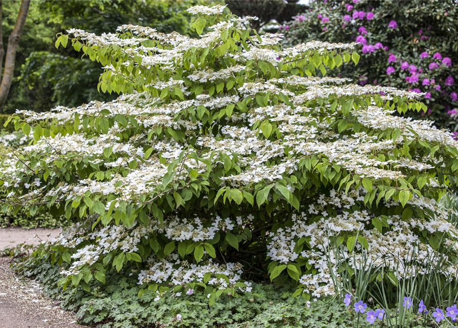 Viburnum plicatum Mariesii