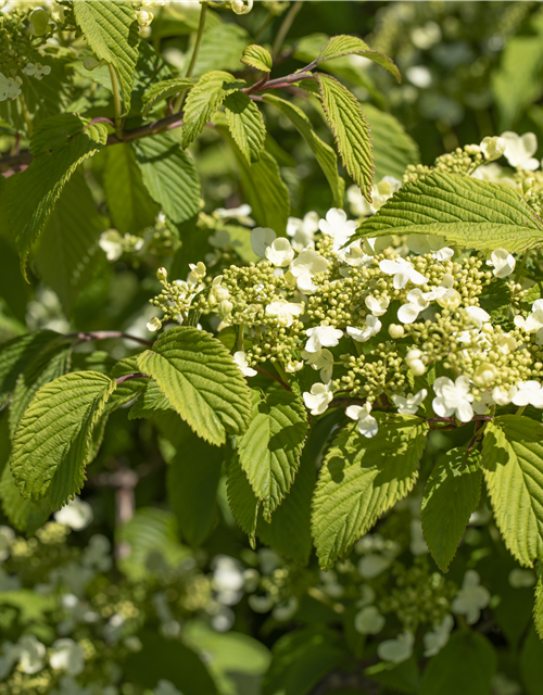 Viburnum plicatum Mariesii