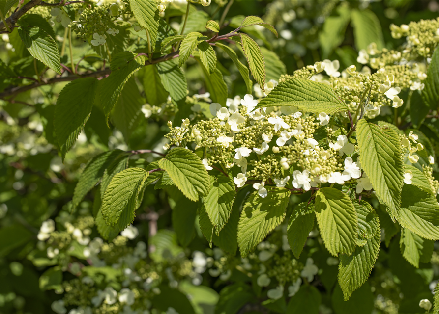 Viburnum plicatum Mariesii