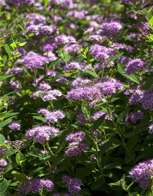 Spiraea japonica Genpei