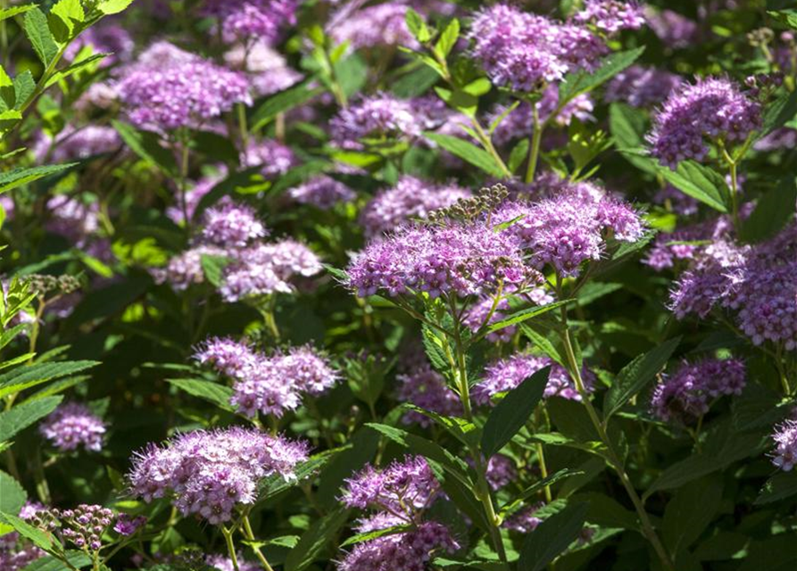 Spiraea japonica Genpei