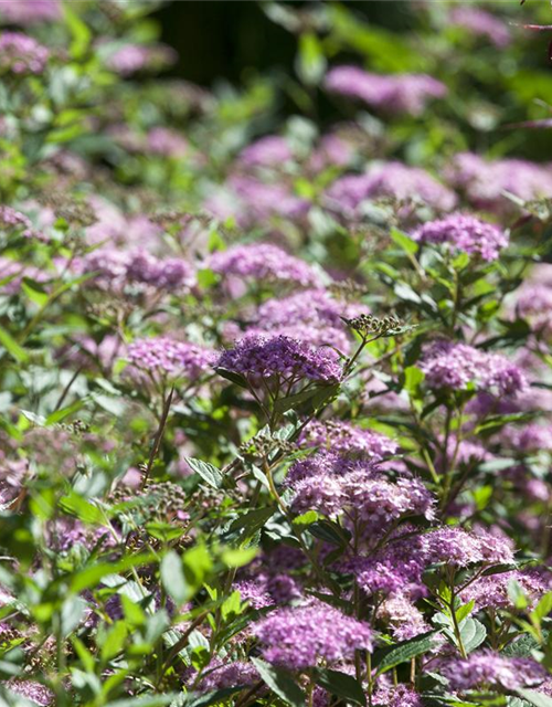 Spiraea japonica Little Princess