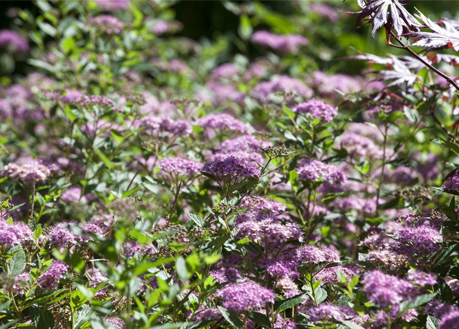 Spiraea japonica Little Princess