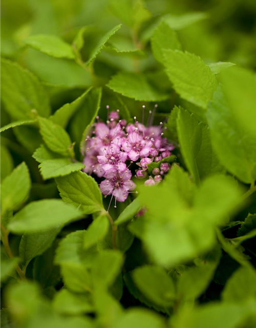 Spiraea japonica Little Princess