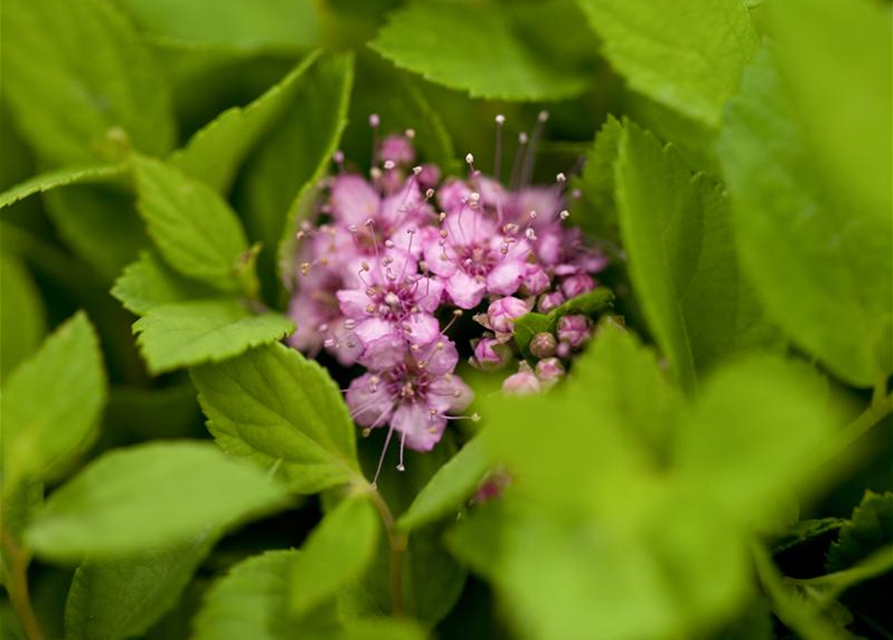 Spiraea japonica Little Princess