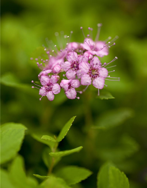 Spiraea japonica Little Princess