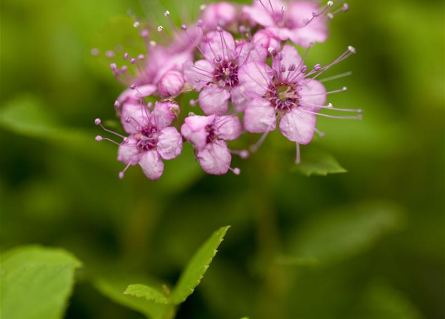 Spiraea japonica Little Princess