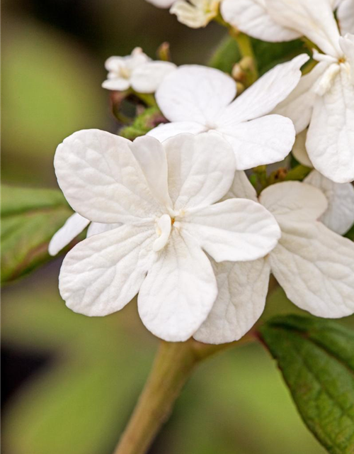 Viburnum plicatum Summer Snowflake