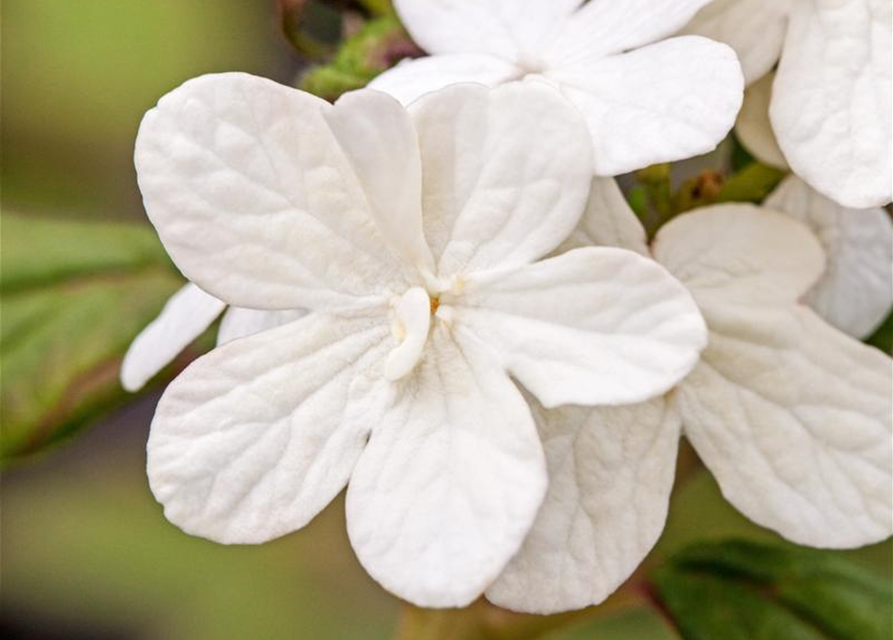 Viburnum plicatum Summer Snowflake