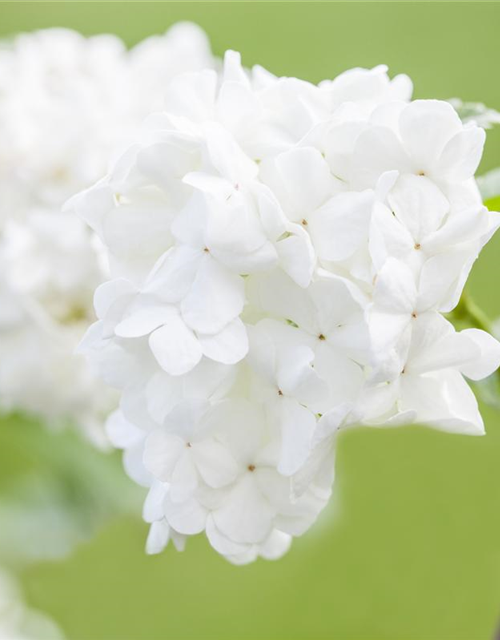 Viburnum plicatum Summer Snowflake