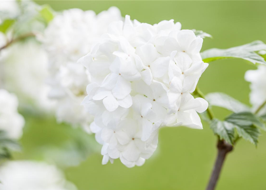 Viburnum plicatum Summer Snowflake