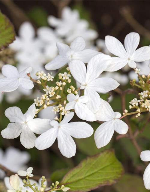 Viburnum plicatum Watanabe