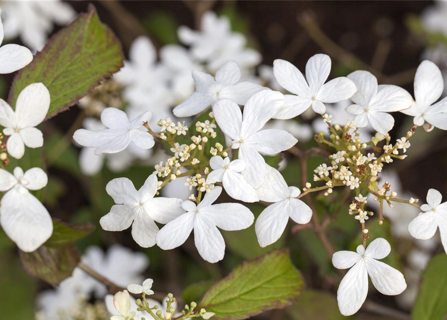 Viburnum plicatum Watanabe