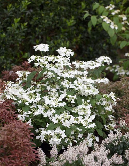 Viburnum plicatum Watanabe