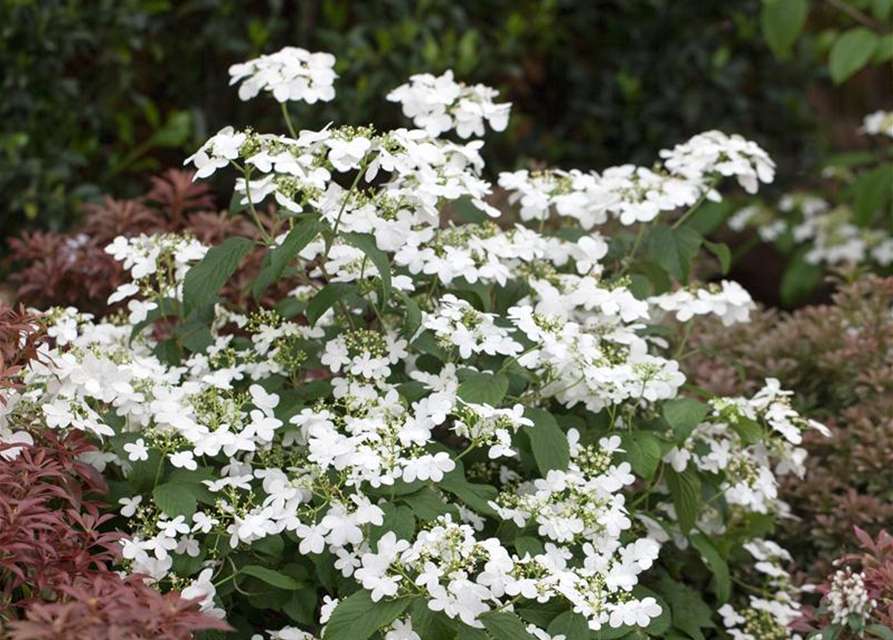 Viburnum plicatum Watanabe