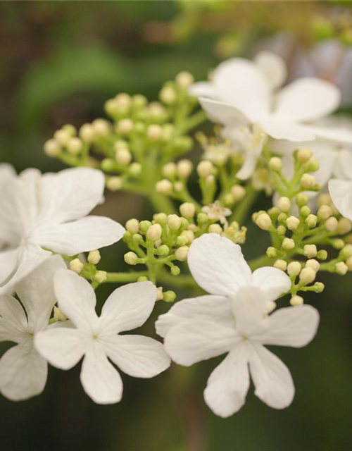 Viburnum plicatum Watanabe