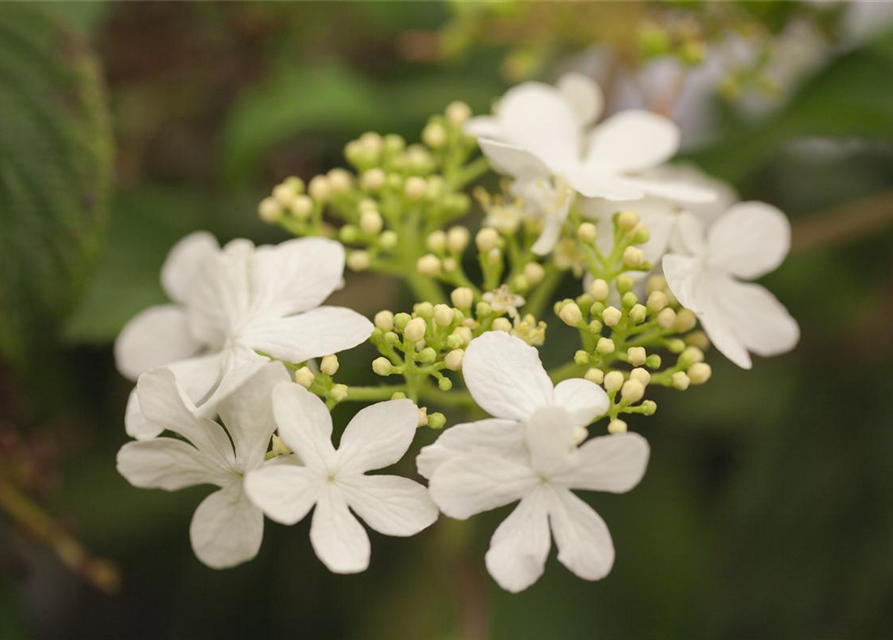 Viburnum plicatum Watanabe