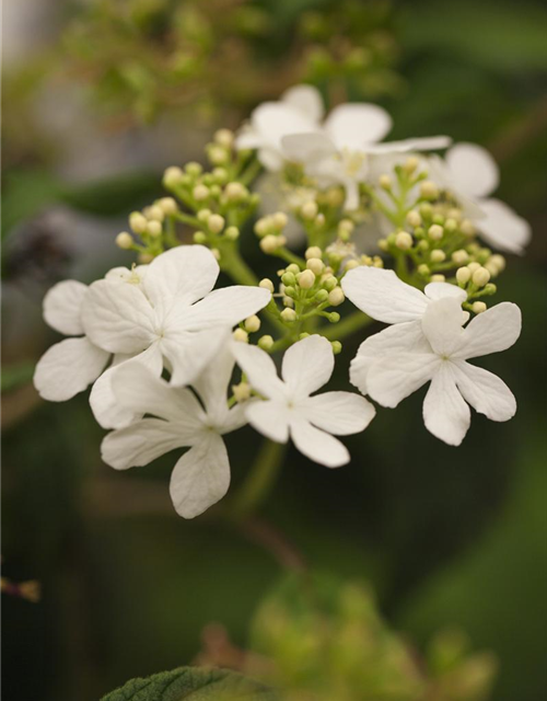 Viburnum plicatum Watanabe