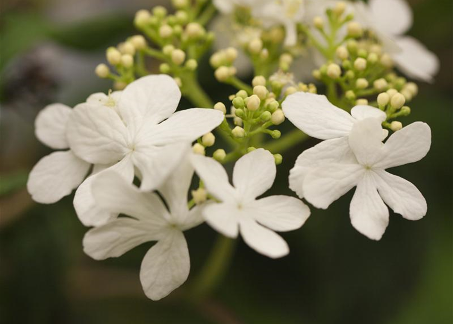 Viburnum plicatum Watanabe