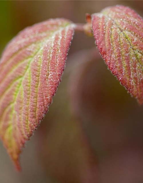 Viburnum plicatum Watanabe