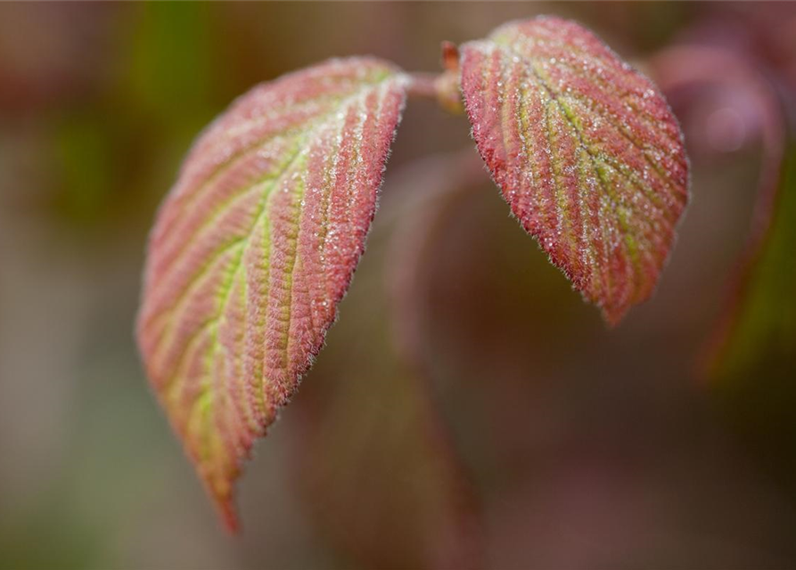 Viburnum plicatum Watanabe