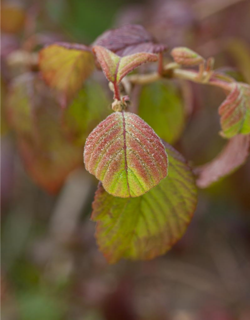 Viburnum plicatum Watanabe