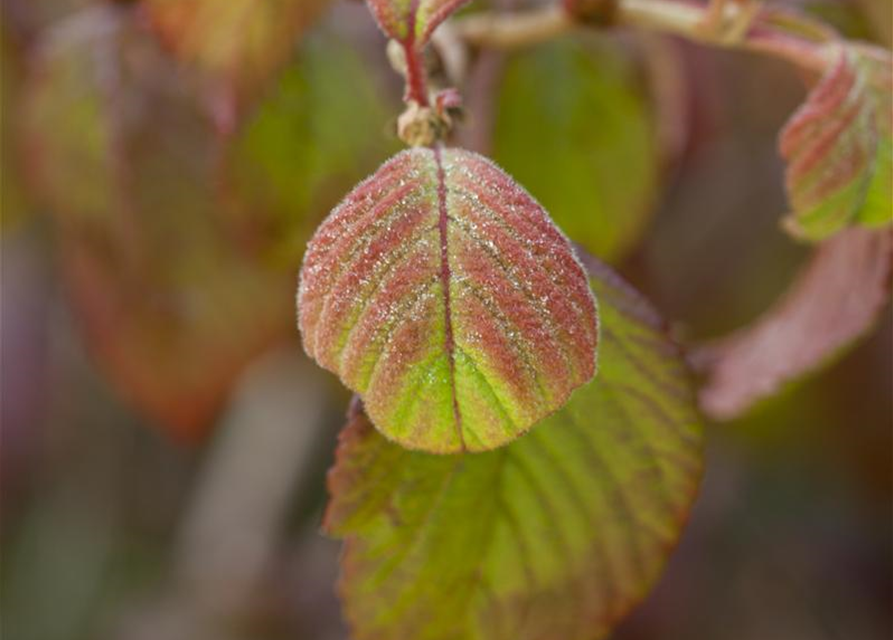 Viburnum plicatum Watanabe