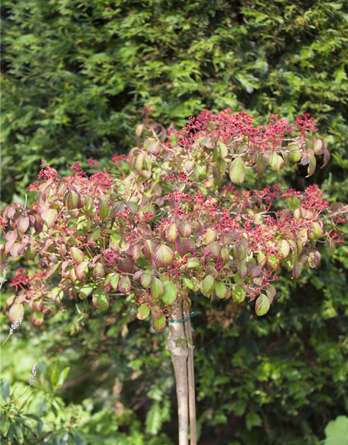 Viburnum plicatum Watanabe