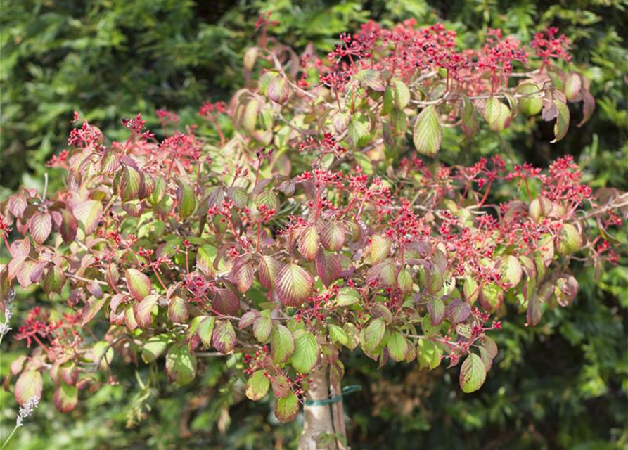 Viburnum plicatum Watanabe