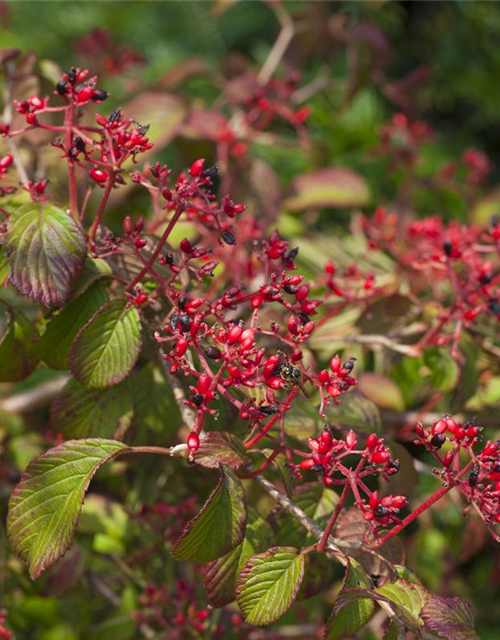 Viburnum plicatum Watanabe