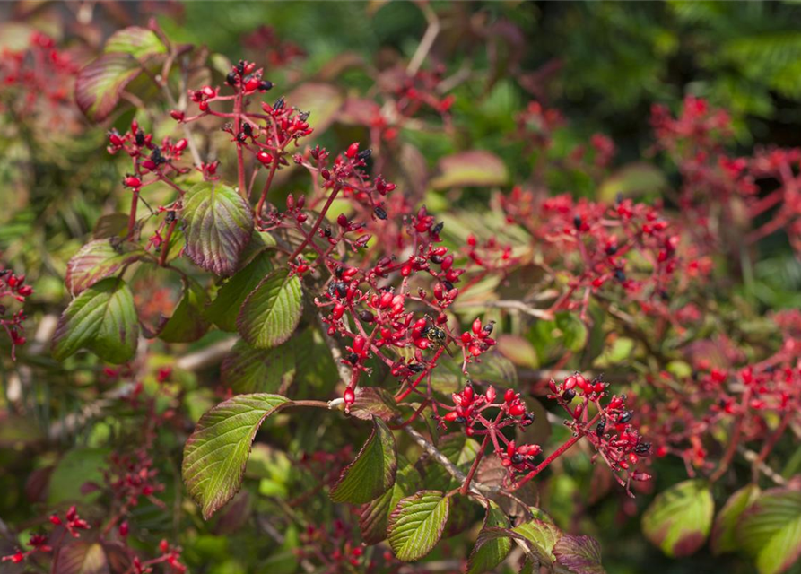 Viburnum plicatum Watanabe