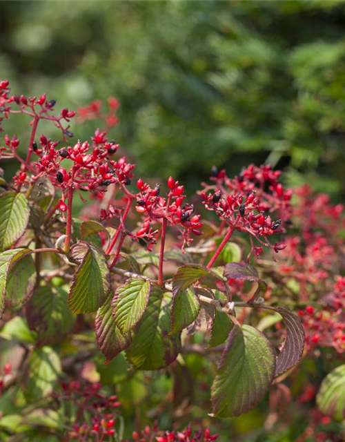 Viburnum plicatum Watanabe