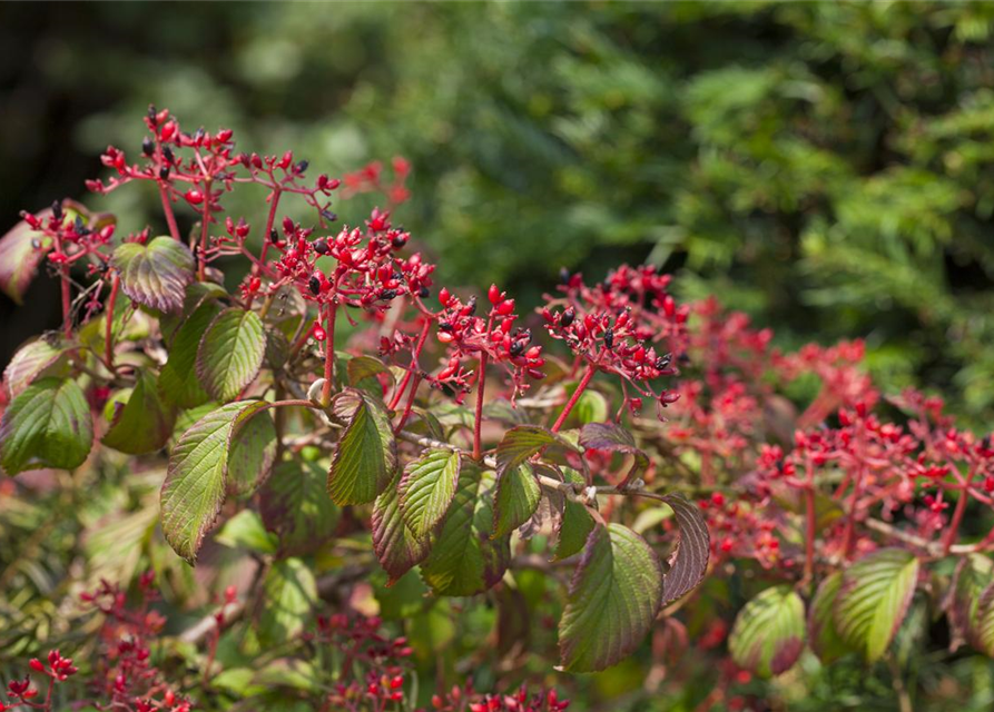 Viburnum plicatum Watanabe