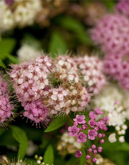 Spiraea japonica Genpei