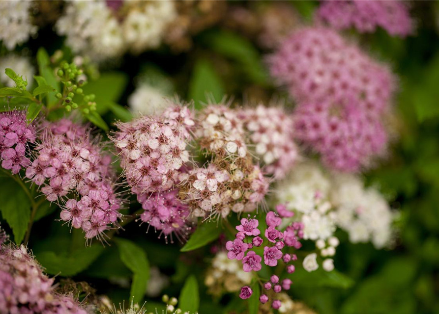 Spiraea japonica Genpei