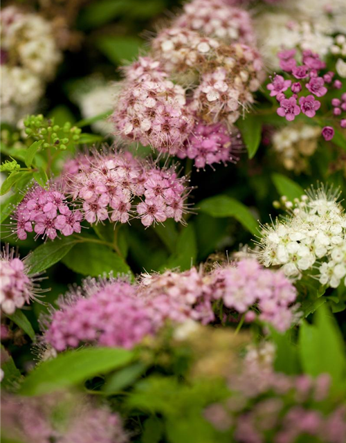 Spiraea japonica Shirobana