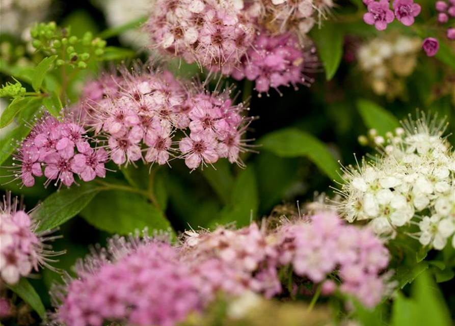 Spiraea japonica Shirobana