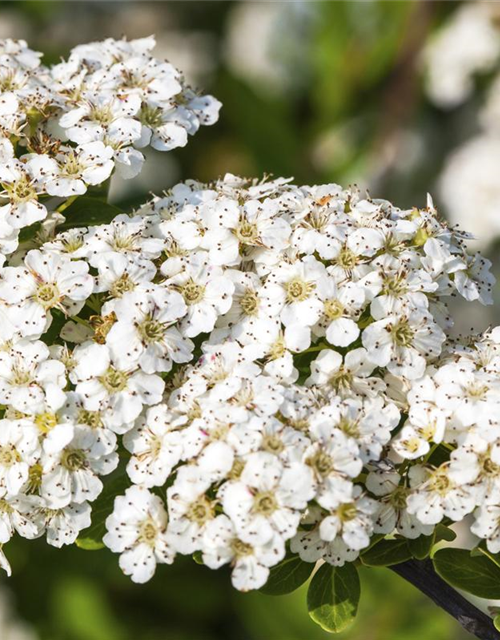 Spiraea nipponica Snowmound