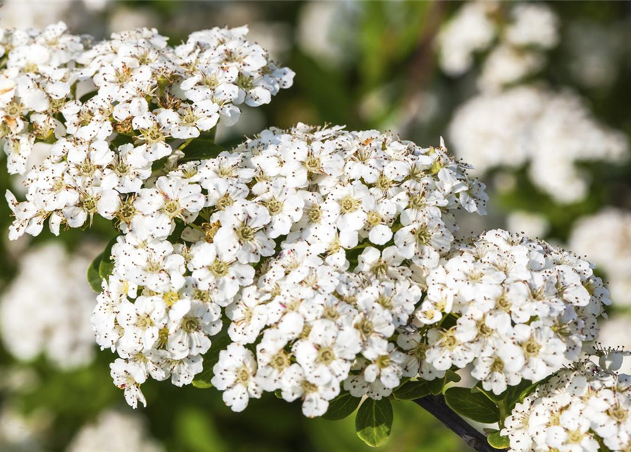 Spiraea nipponica Snowmound