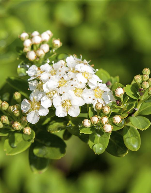 Spiraea nipponica Snowmound