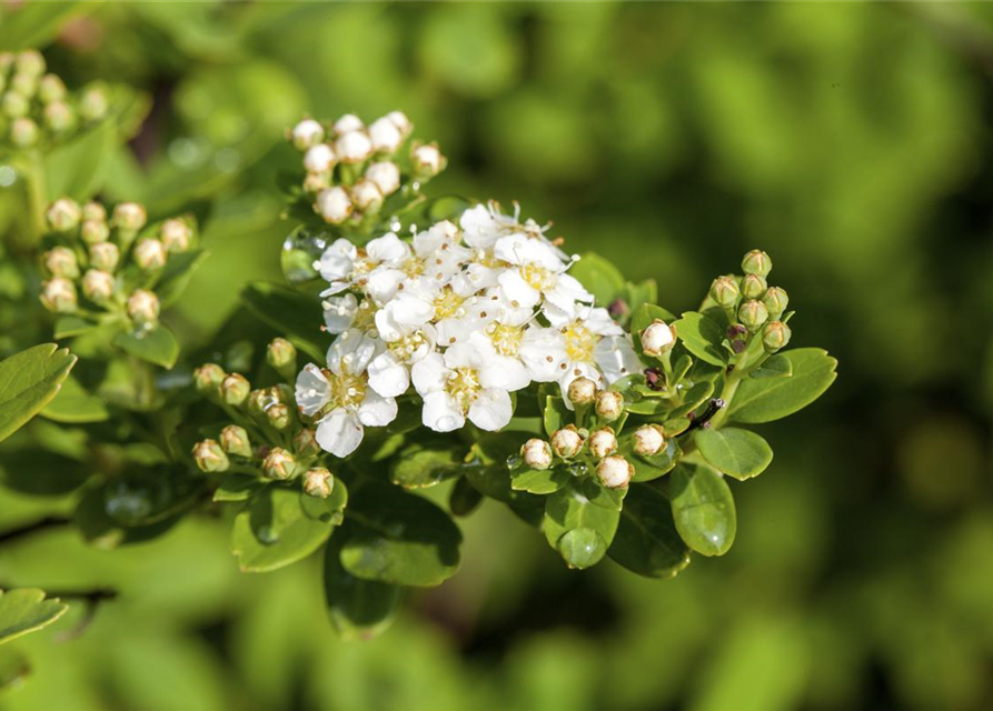 Spiraea nipponica Snowmound