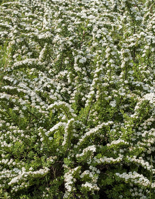 Spiraea nipponica Snowmound