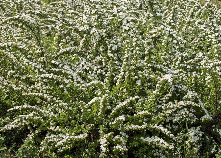 Spiraea nipponica Snowmound