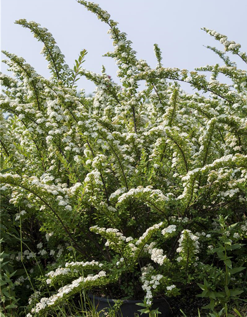 Spiraea nipponica Snowmound