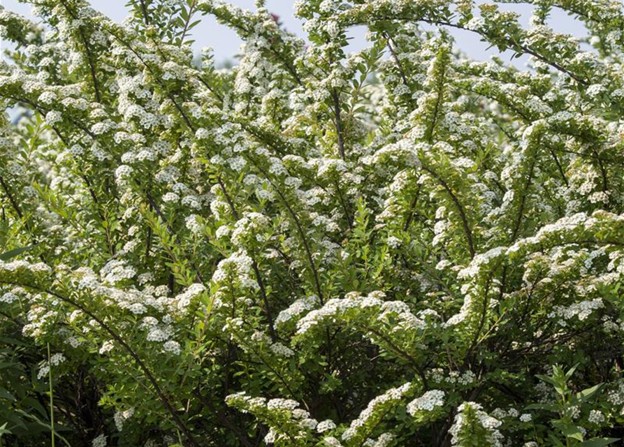 Spiraea nipponica Snowmound