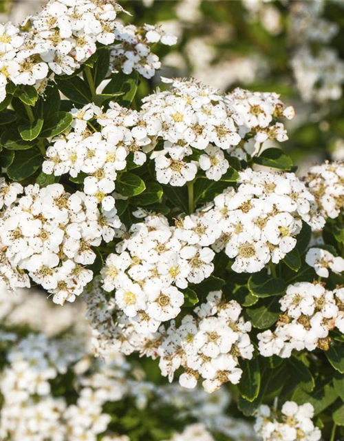 Spiraea nipponica Snowmound