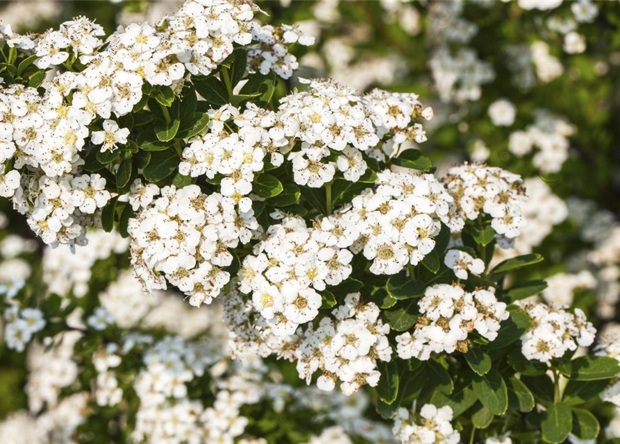 Spiraea nipponica Snowmound