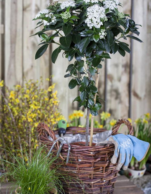 Viburnum tinus