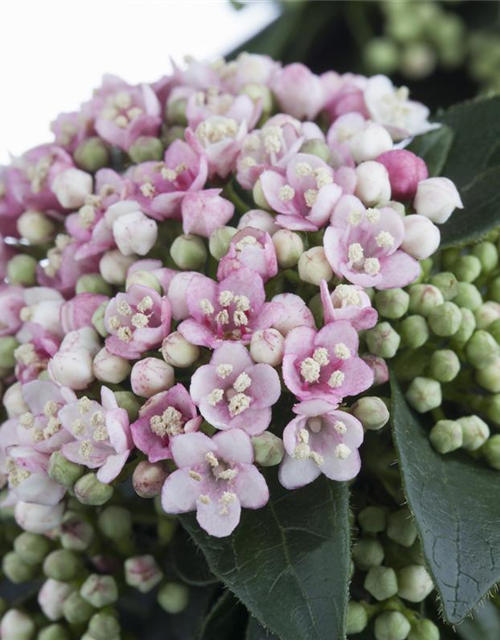 Viburnum tinus